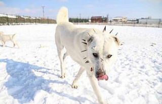(ÖZEL) Zorlu şartların güvenilir bekçileri ’Akbaşlar’