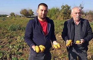 Patateste kış sökümleri devam ediyor