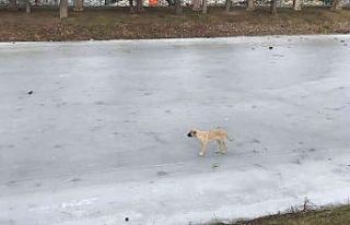 Porsuk’ta yürüyen köpek ilginç görüntüler...