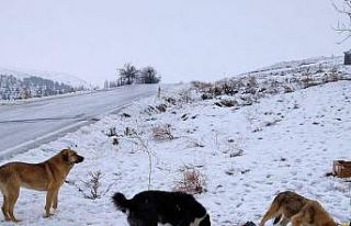 Pursaklar Belediyesi sokak hayvanlarına el uzatıyor