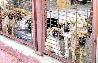 Restoranlarda artan yemekler çöpe değil barınağa...
