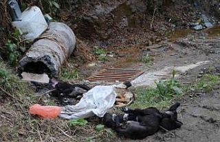 Rize’de çöpte 5 ölü köpek bulundu