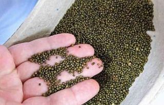 Safra kesesinden çıkanlar şaşırttı, Guinness’e...