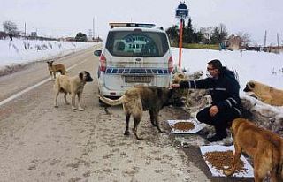 Şahinbey Belediyesi sokak hayvanlarını unutmadı