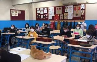 Sakin Şehir Köyceğiz’de Limon isimli kedi müzik...