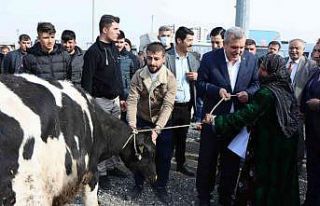 Şanlıurfa’da besicilere büyükbaş hayvan dağıtıldı