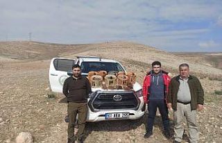 Şanlıurfa’da kaçak avlanan 7 kişiye işlem yapıldı