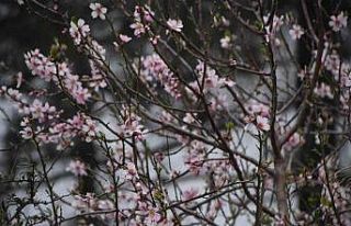 Şeftali ağacı Şubat ayında çiçek açtı