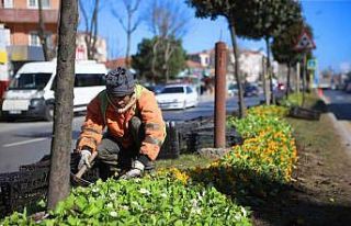 Şehrin sokakları rengarenk çiçek bahçesine dönüşüyor