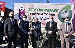 Şehzadeler Belediyesi 20 bin zeytin fidanı dağıttı