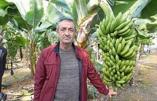 Seradan 8 TL’ye çıkan muz üreticinin yüzünü...