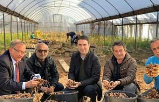 Seyhan Belediyesi zerdeçal üretiyor