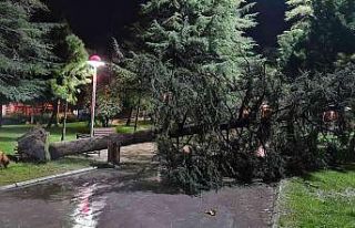 Şiddetli fırtına ağacı devirdi