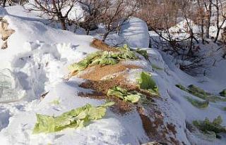 Siirt’te karda yiyecek bulamayan yaban hayvanları...