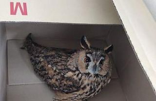 Sincan Belediyesi personeli, nesli tükenmekte olan...