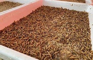 Sincan Belediyesi solucan gübresi ve kurtçuk üretimini...