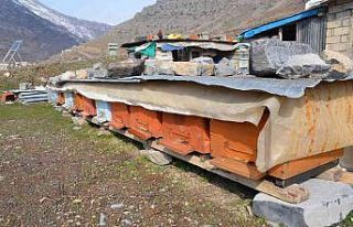 Şırnak’ta bal arıları 5 aylık kış uykusundan...