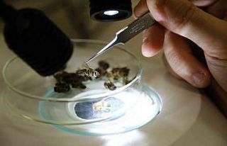 Sivas Cumhuriyet Üniversitesi arı hastalıkları...