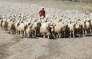 Sivas’ta hayvancılık yaygınlaşıyor, sayı katlanarak...