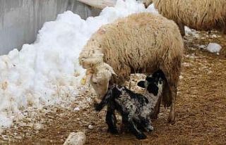 Soğuk kış günlerinde koyunların kuzulama dönemi...