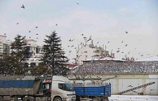 Soğukta yiyecek araya güvercinler Ticaret Borsası’nda...