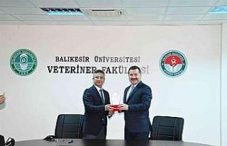 Sokak hayvanları için güç birliği