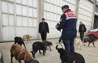 Sokak hayvanlarına 500 kilo yem dağıtıldı