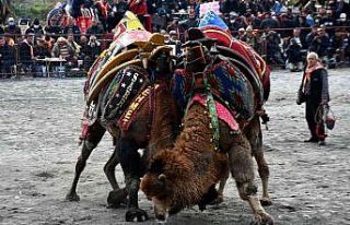 Söke 7. Geleneksel Deve Güreşi Festivali yoğun...