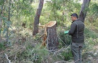 Sorgun Çamlığı’nda ağaç katliamı iddiası...
