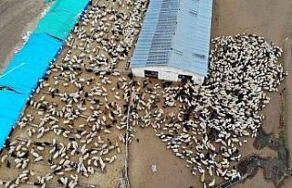 Süt kuzuları günde 2 defa anneleriyle buluşturuluyor