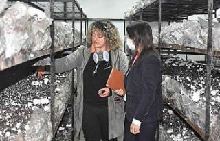 Tarsus’ta mantar yetiştirme kursu 250 kişiye yeni...