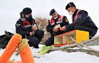 Tavşan Adası’nın uzun kulaklı sakinleri jandarma...