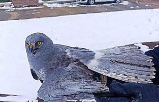 Tavşanlı’da yaralı bulunan Gökçe Delice Kuşu...