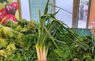 Taze soğanın tek bir dal fiyatı nerdeyse 1 lirayı...