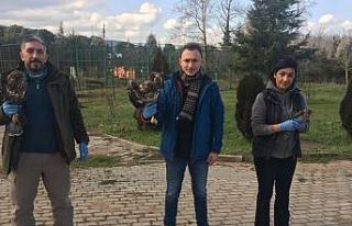Tedavi edilen 335 hayvan doğaya salındı
