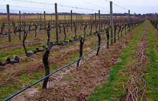 Tekirdağ’da bağ budama yarışması yapılacak