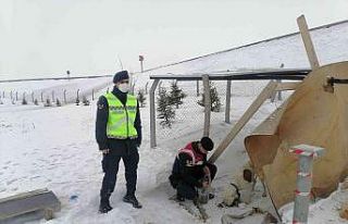 Terk edilen pitbull ırkı köpeğe Jandarma ekipleri...