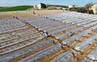 Tescilli Adana karpuzunda fideler toprakla buluştu