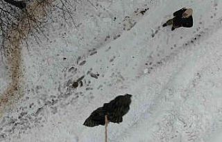 Tipi yolu kapattı, jandarma ekipleri hastaya ilacını...