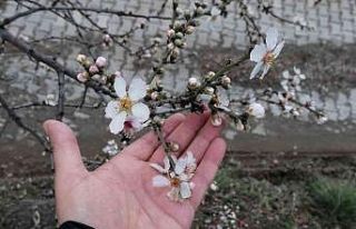 Tokat’ta erik ağacı kış mevsiminde çiçek açtı