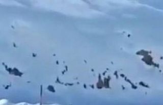 Tunceli’de kış uykusundan erken uyanmış boz...