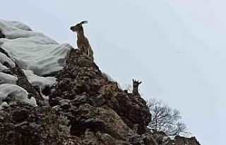 Tunceli’de yaban keçileri görüntülendi