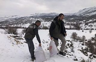 Tunceli’de yemleme ve denetim çalışmaları sürüyor