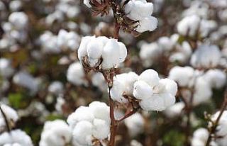 Türk pamuk tohumlarının AB ülkelerinde tescilli...