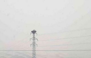 Tuzluca’da Şubat ayında gelen leylekler kara teslim...