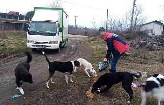 Ünye’de sokak hayvanları unutulmuyor