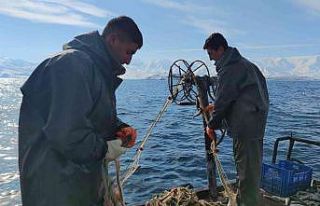 Üreme döneminde alınan tedbirler inci kefalinin...