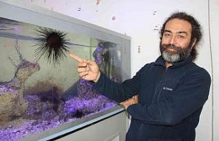 Uzun dikenli deniz kestanesi ve aslan balığı Mersin...