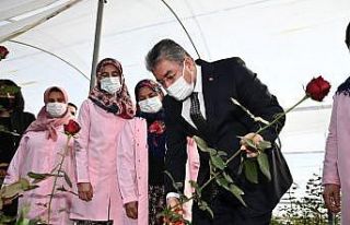 Vali Erdinç Yılmaz, gül hasadı yaptı