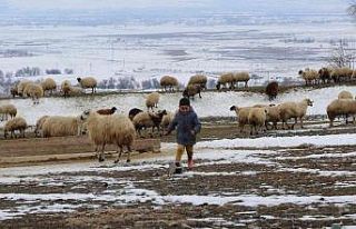 Valilik’ten yayla ve mera kullanımı genelgesi